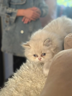 Süße Britisch Kurzhaar Kitten   1 Monat alt 