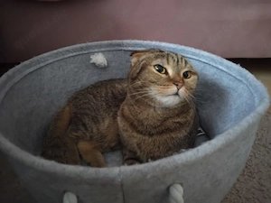 Bkh mix katze 