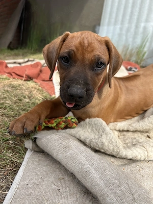 RR Rhodesian Ridgeback Welpen Südafrika Hunde