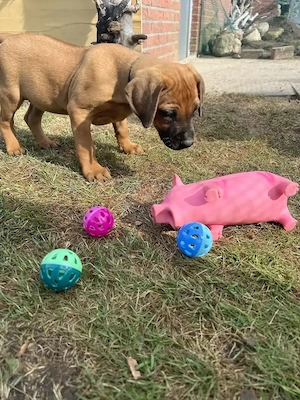 RR Rhodesian Ridgeback Welpen Südafrika Hunde