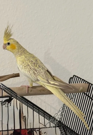 nymphensittich weiblich