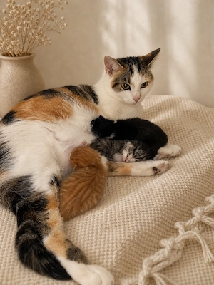 Kitten suchen verantwortungsbewusstes Zuhause
