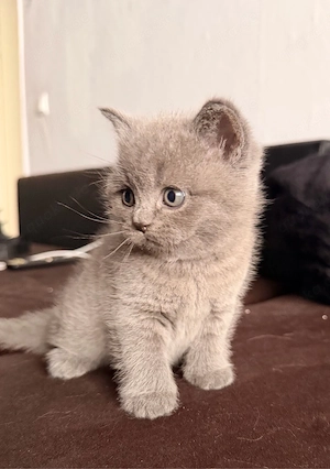 BKH kitten