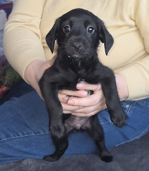 Jack Russel Welpe 