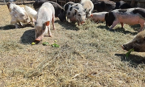 Minipig Tea Cup Minischwein Sauen Minischweine 