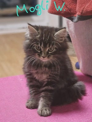 Maine Coon kitten 