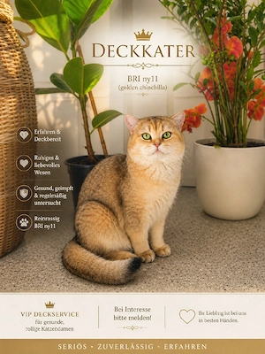 BKH Deckkater NY11 Golden Chinchilla mit Stammbaum 