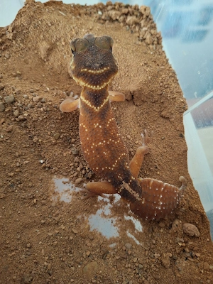 Knopfschwanzgecko Männchen 