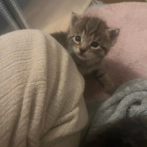Baby Katzen 
