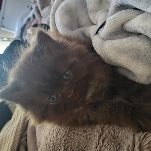 Bezaubernden reinrassige Blh Kitten  Bild 5
