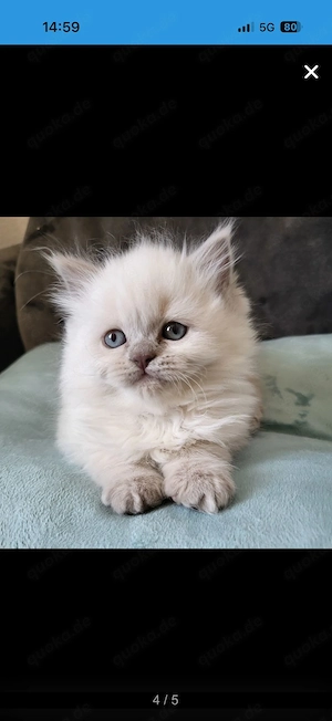Bezaubernden reinrassige Blh Kitten 