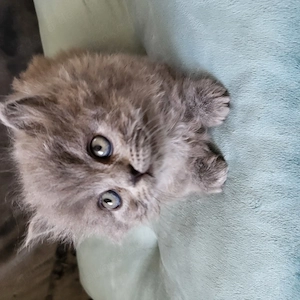 Bezaubernden reinrassige Blh Kitten  Bild 3