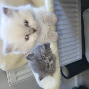 Bezaubernden reinrassige Blh Kitten  Bild 4