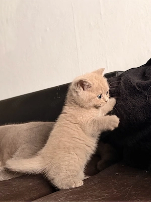 BKH kitten