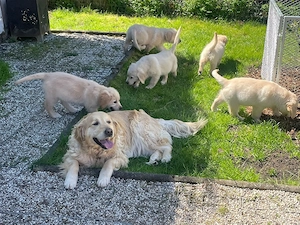 Golden Retriever Welpen abgabebereit 