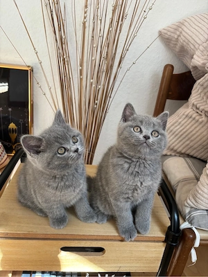 BKH Kitten geschwister ** nur zu zweit **