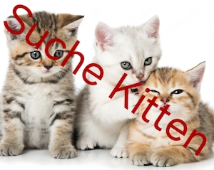 Ich Suche 2 Kitten ca. 12 Wochen alt
