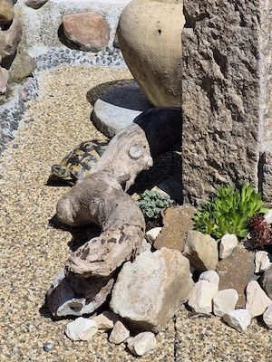 griechische Landschildkröten Nachzuchten Schildkröte 