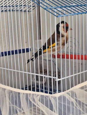Stieglitz Major, singe  Bild 4