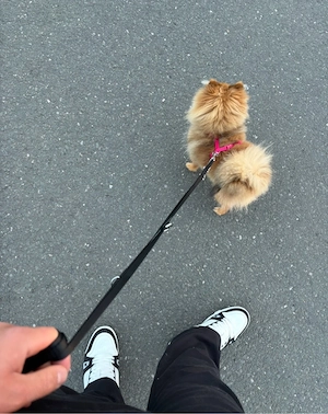 Zwergspitz Welpe, Pomeranian Hündin