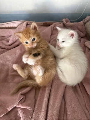katzenbabys abzugeben