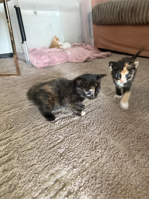 katzenbabys abzugeben