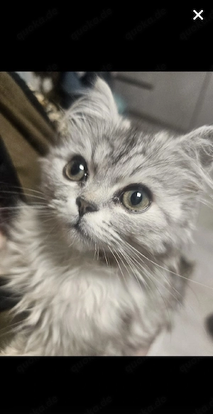 BKH Kitten 5 Geschwister 