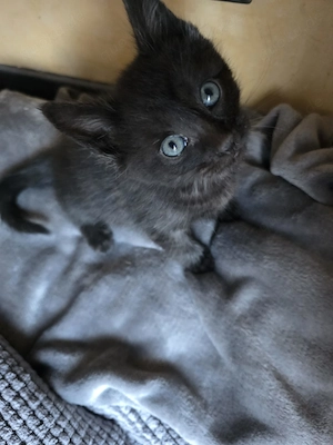 Maine Coon Mix kitten