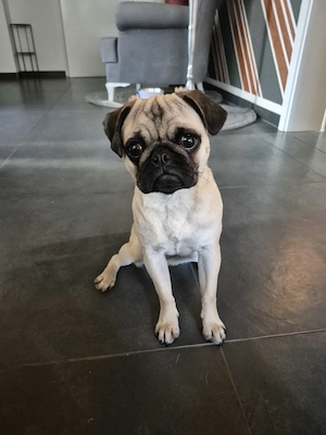 Mops Hündin, 6 Monate alt 