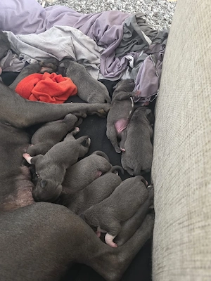 American  stafford shire mix mit American  Bully welpen zu verkaufen Bild 7