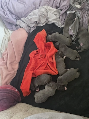 American  stafford shire mix mit American  Bully welpen zu verkaufen Bild 4
