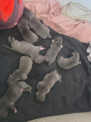 American  stafford shire mix mit American  Bully welpen zu verkaufen Bild 3