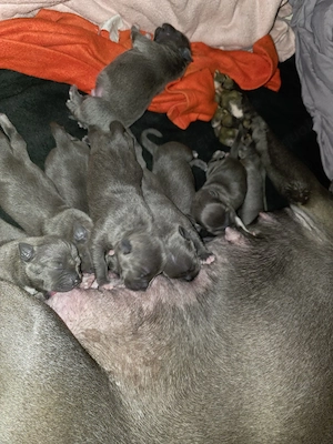 American  stafford shire mix mit American  Bully welpen zu verkaufen Bild 8