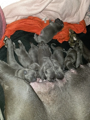 American  stafford shire mix mit American  Bully welpen zu verkaufen Bild 9