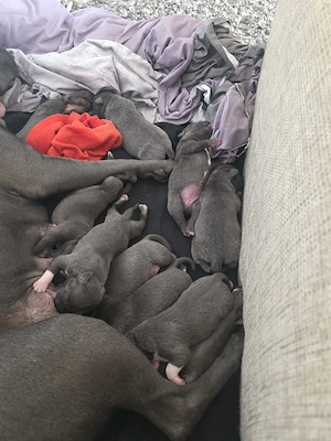 American  stafford shire mix mit American  Bully welpen zu verkaufen Bild 6