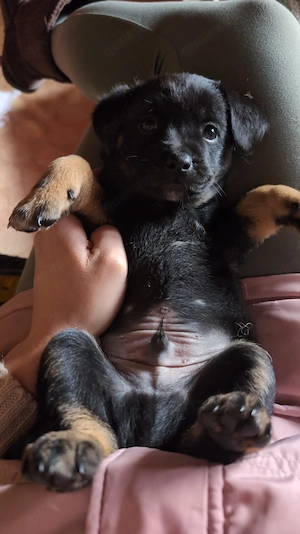 3 wunderschöne Jackrussel Mix Welpen