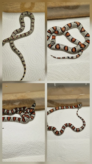 Lampropeltis greeri,leonie und mexicana