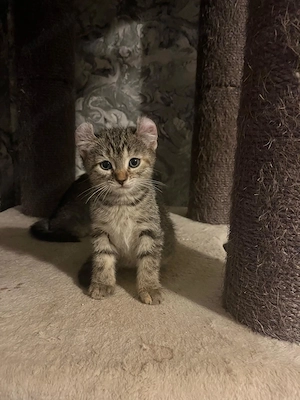 Spynhx Elf  + ASH Kitten mix 