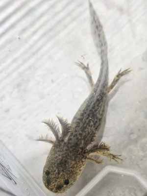 Axolotelbabys 