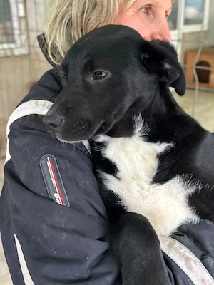Suki ein Herz auf 4 Pfoten     