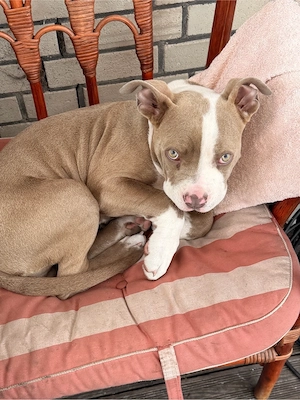 American Bully Welpe