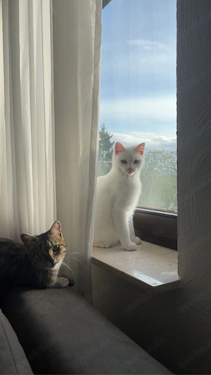 2 junge Katzen suchen liebevolles Zuhause