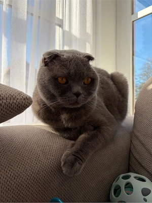 Liebevoller Kater