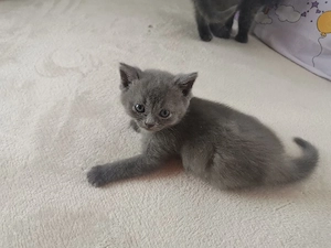Bkh kleinkatzen junge kater