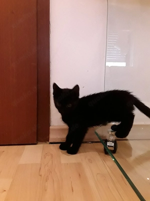 kitten katzen