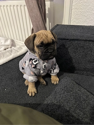 französische bulldogge welpen 9 wochen alt 