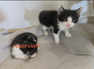 Maine-Coon-Katzen mix Katzenbabys abzugeben 