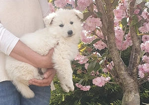 Weiße schweizer Schäferhundwelpen 