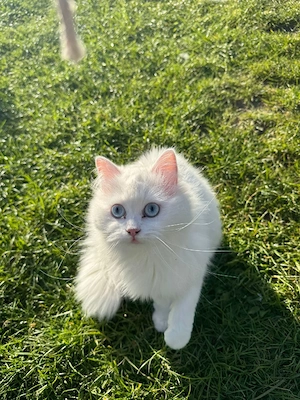 Perser katzen 