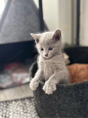 Russische blau kitten